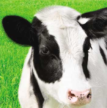 calf field