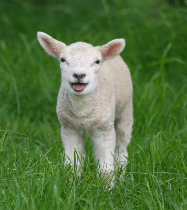 lamb field