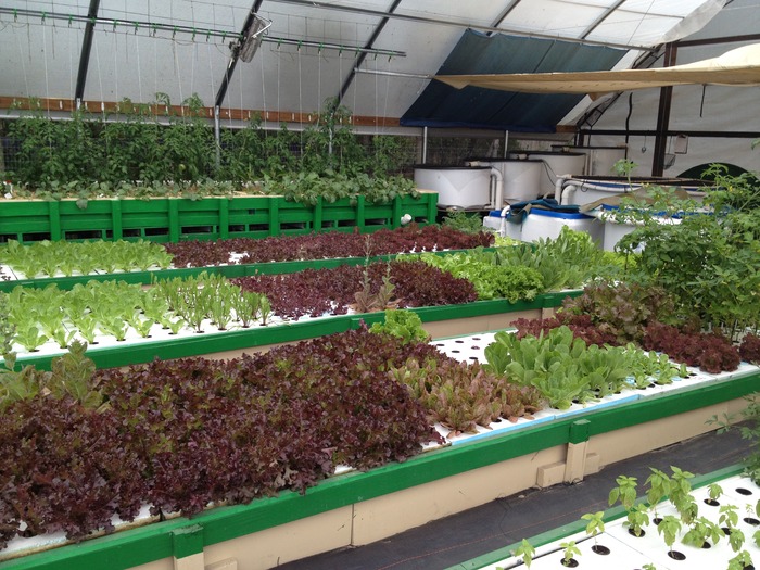 aquaponics